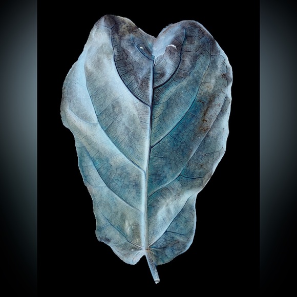 Artist prints Diana Cline - Picture 5 of 16